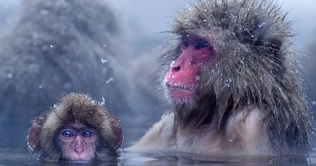Japanese Macaque most clean mammal