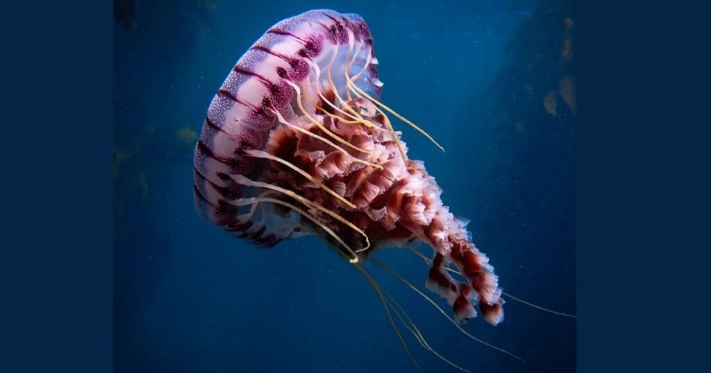 Jellyfish calm and quiet animal