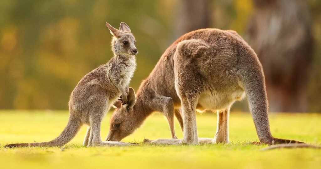 Kangaroo an energetic animal