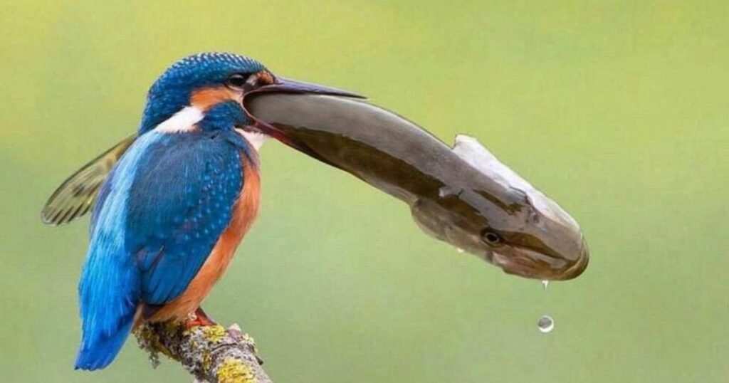 Kingfishers bird that eats fish