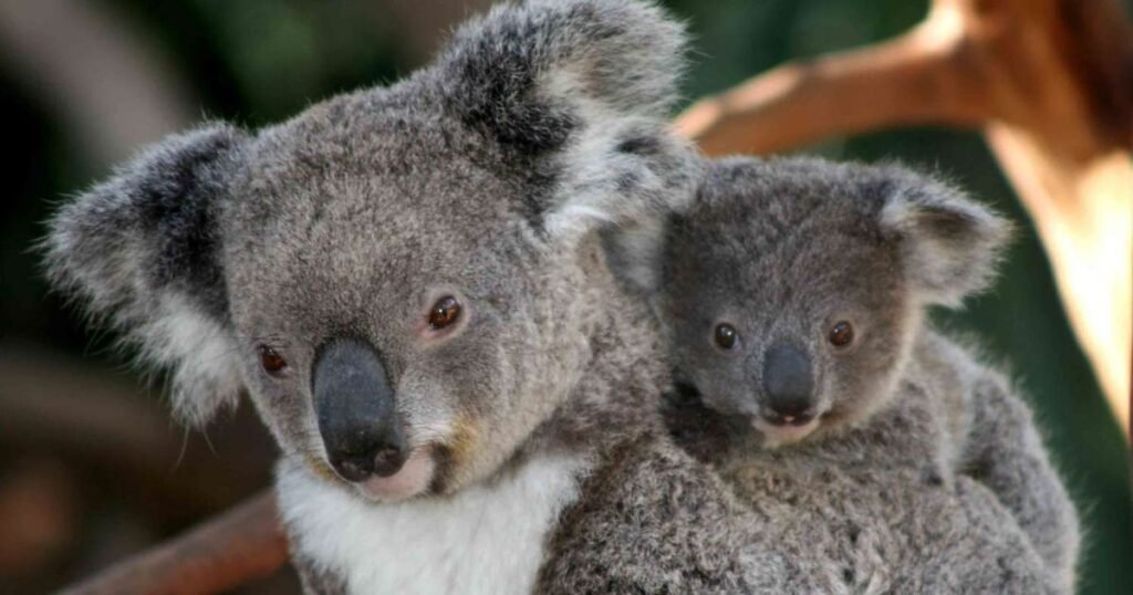 Koala small quiet animal
