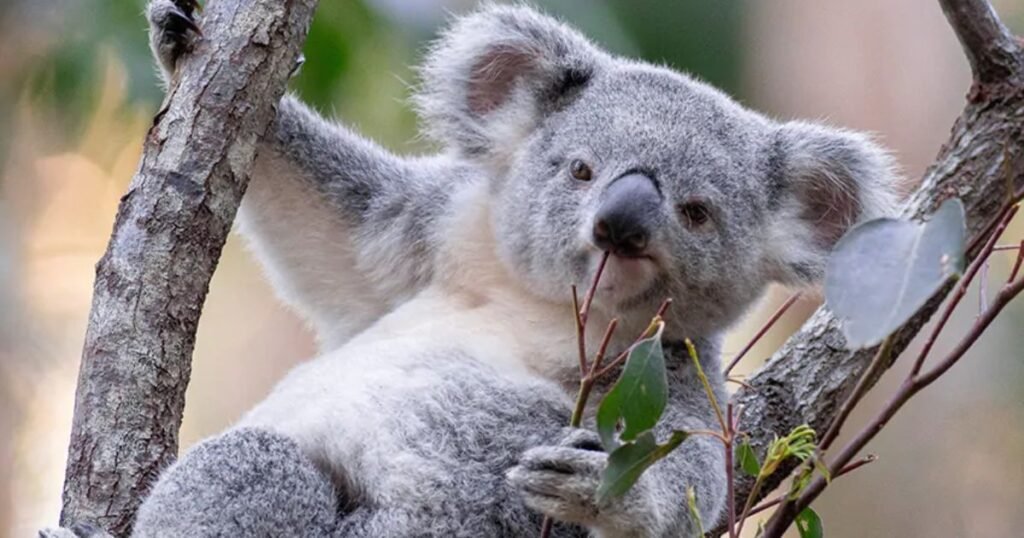 Koala the happiest animal