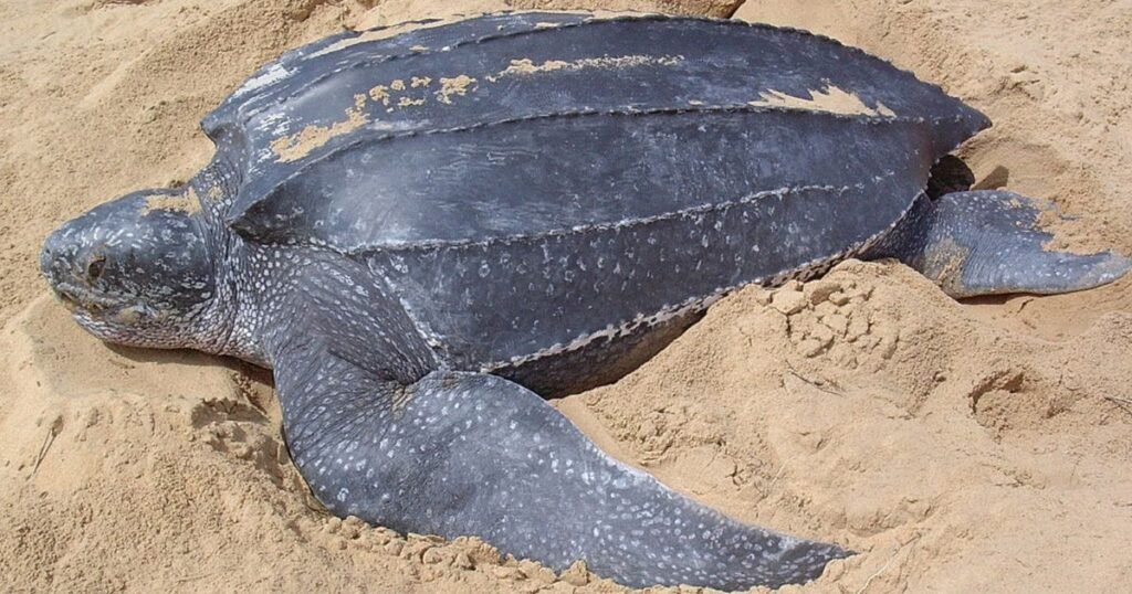 Leatherback Sea Turtle thick toned animal