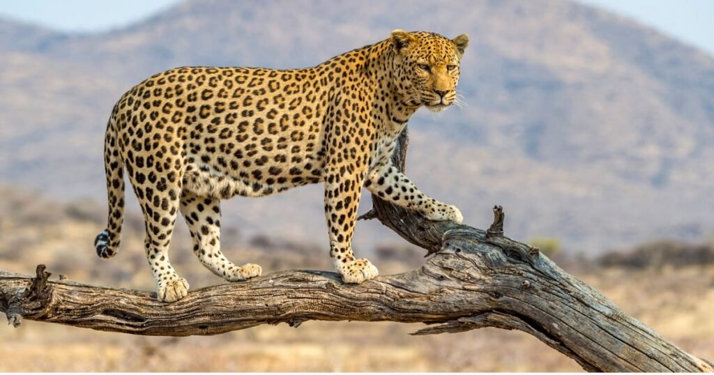 Leopard most independent mammal