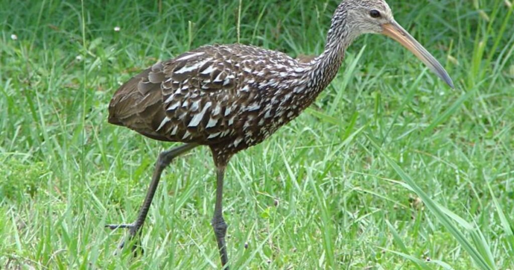 Limpkin birds with long legs