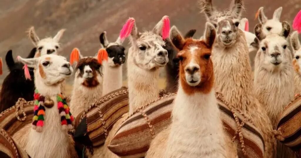 Llama most quiet animal
