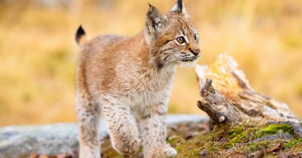 Lynx independent animal