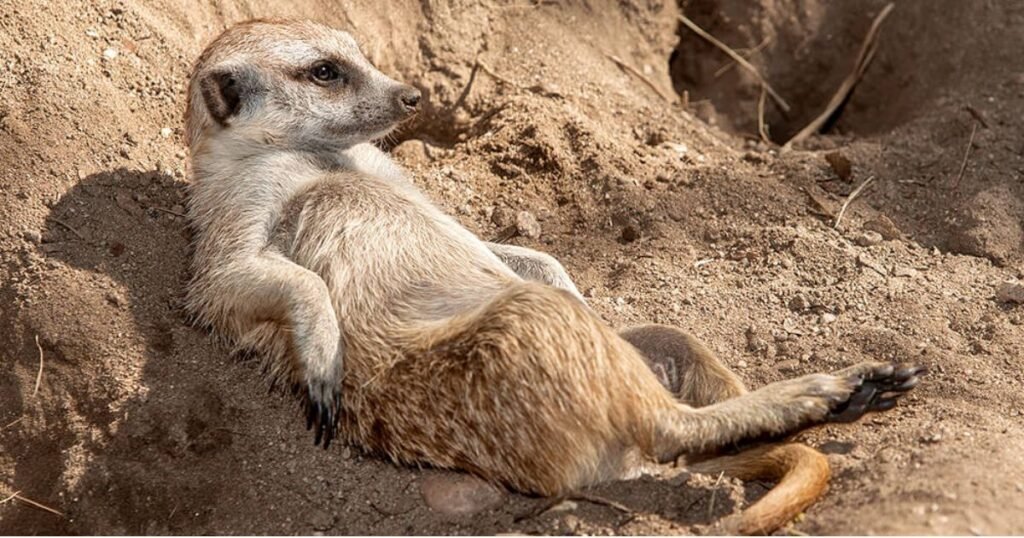 Meerkat hyper animal in the world