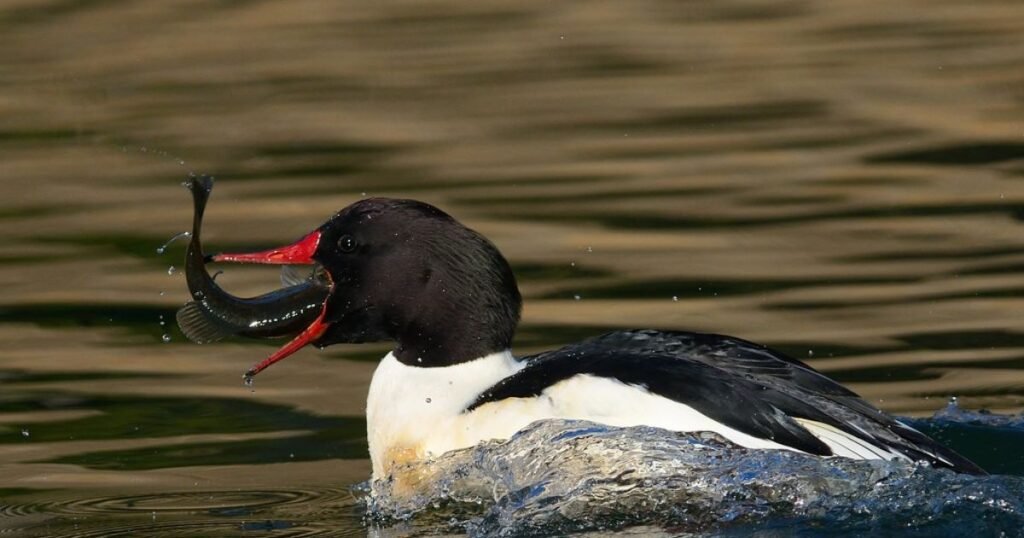 Mergansers fish eating birds