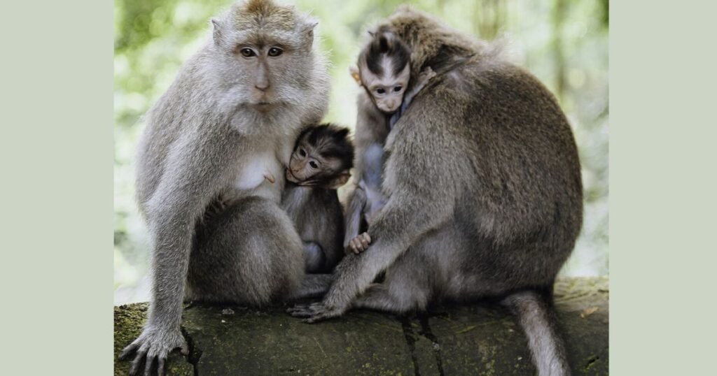 Monkey energetic animals in the world