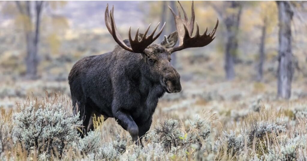 Moose thickest skin animal