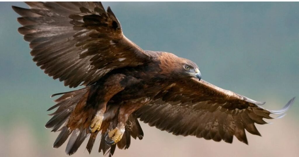 Most Independent Golden Eagle