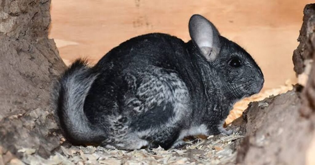 Most Quiet Anima[l Chinchilla