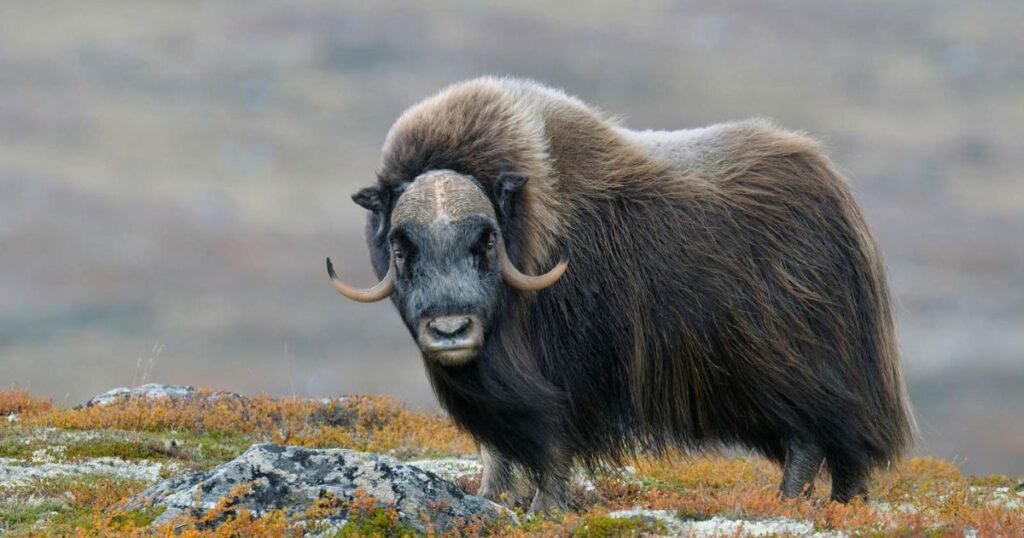 Musk Ox animal with fur