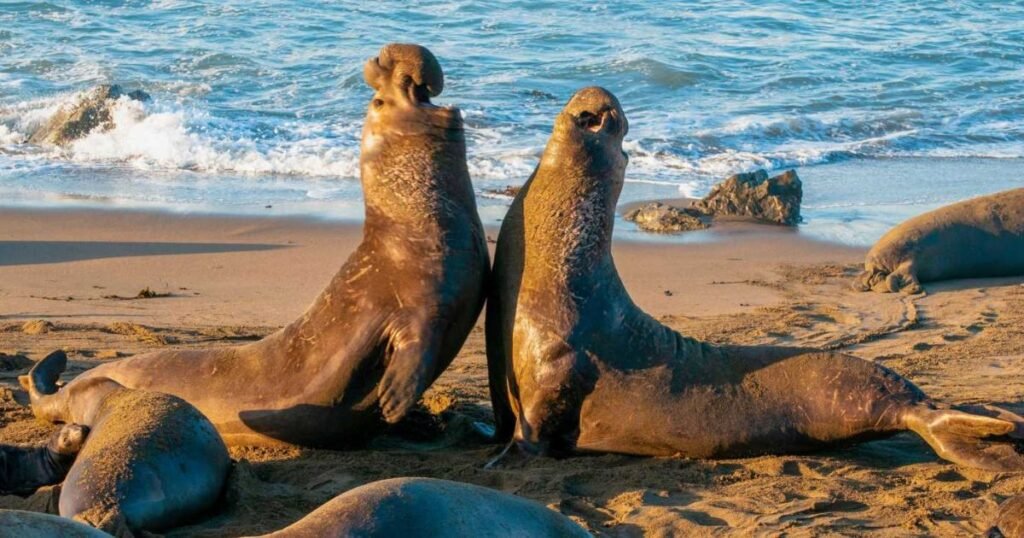 Northern Elephant Seal thick skinned mammals 