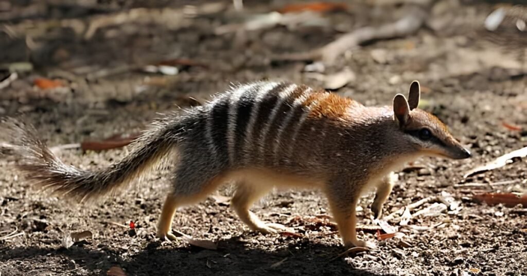 Numbats ants predators