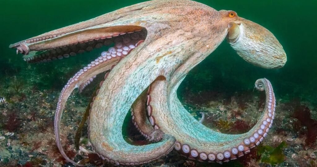 Octopus top independent animal in the world