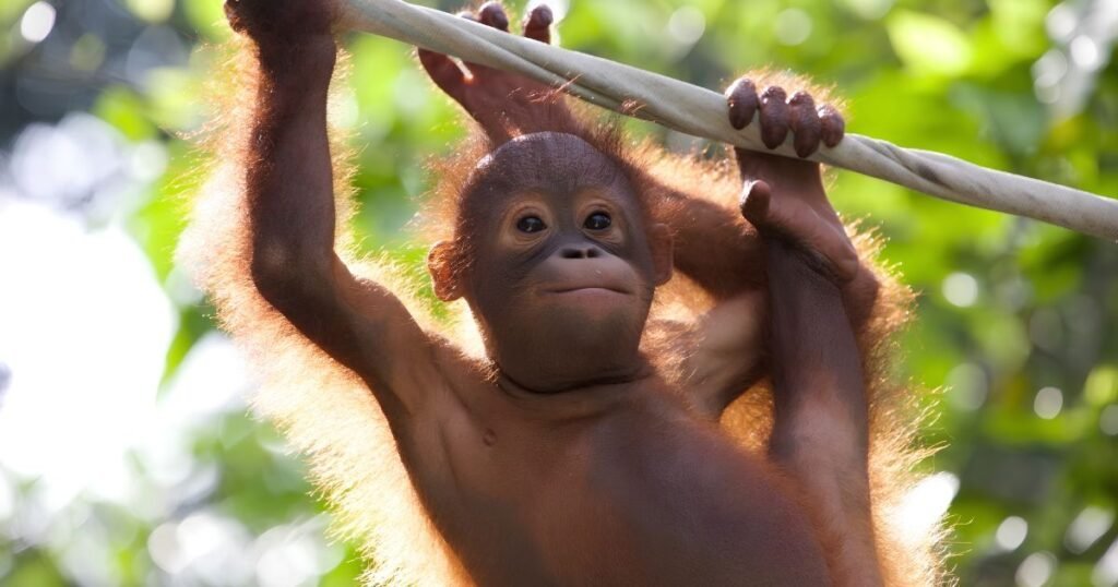 Orangutan do crickets eat ants