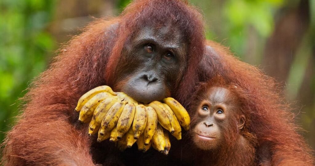 Orangutan independent animal