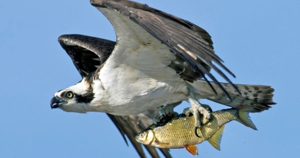 Osprey fish eating birds