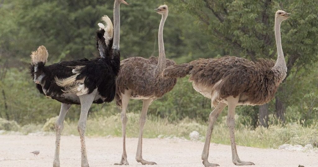 Ostrich birds with long legs