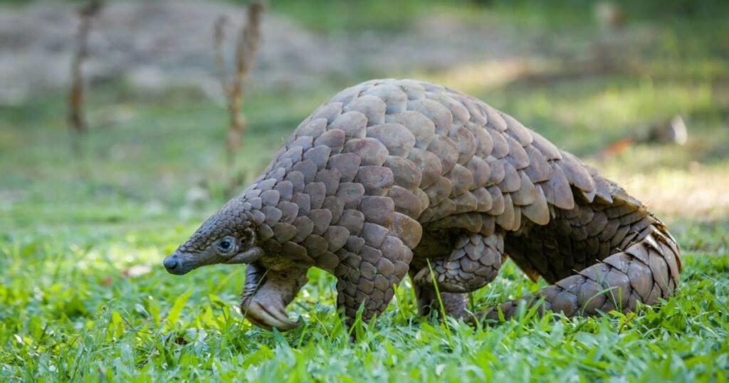 Pangolins what animals eat ants