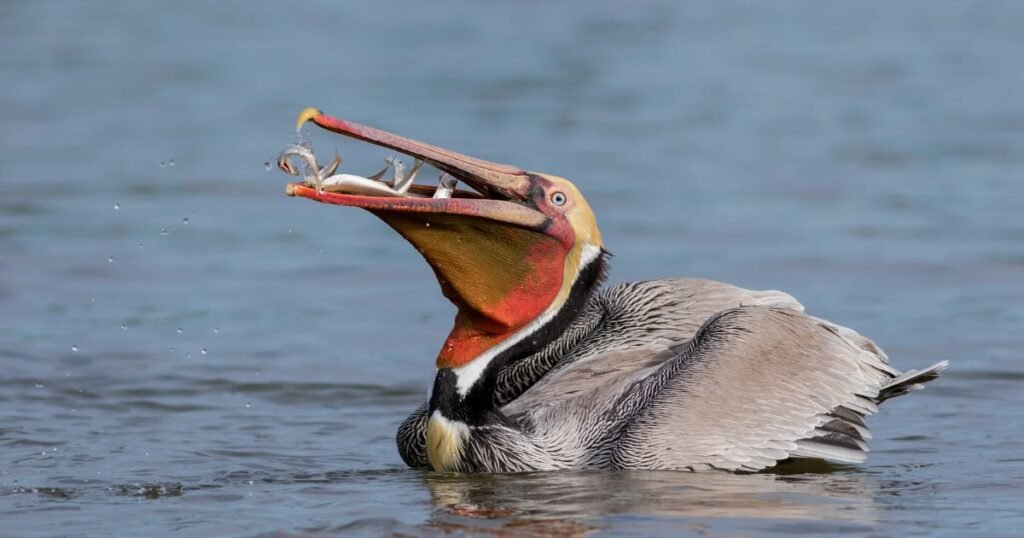Pelicans birds that eat fish