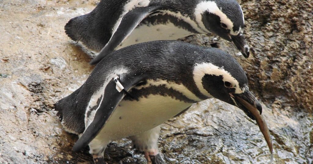 Penguin fish eating birds
