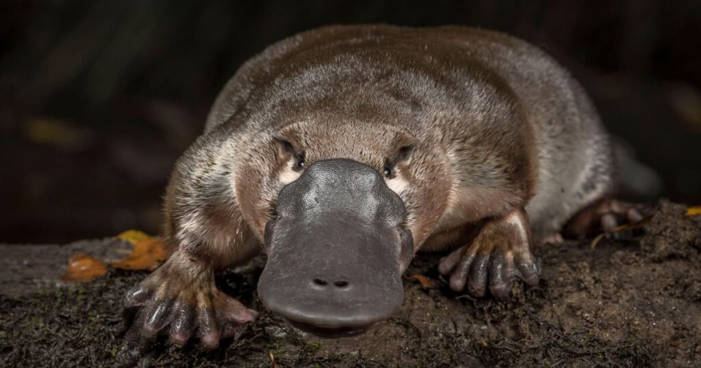 Platypus independent animal