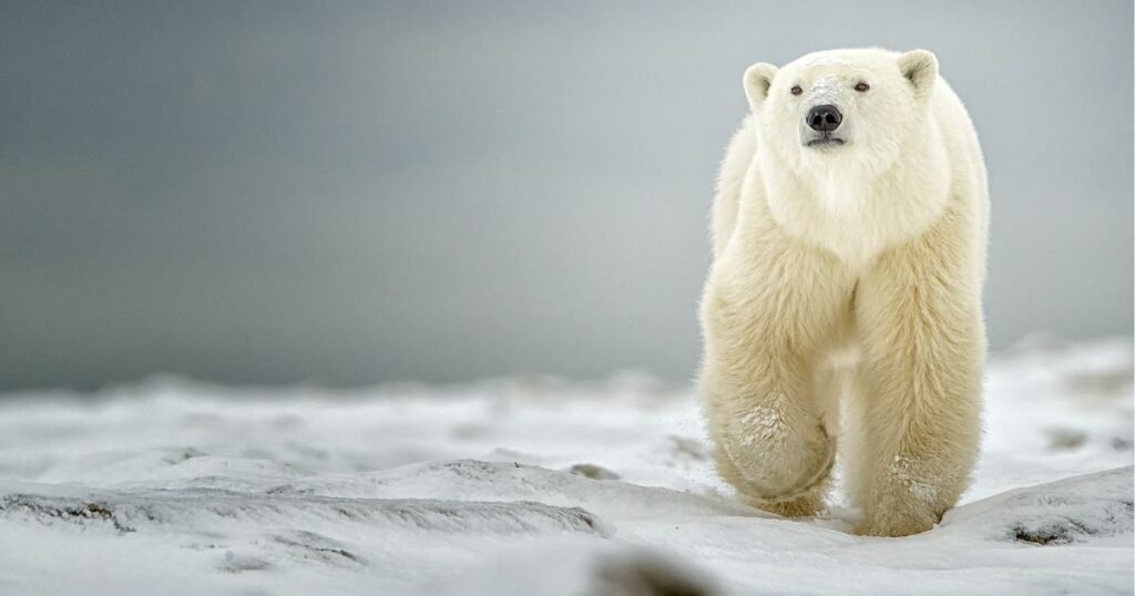 Polar bear have Fur on body