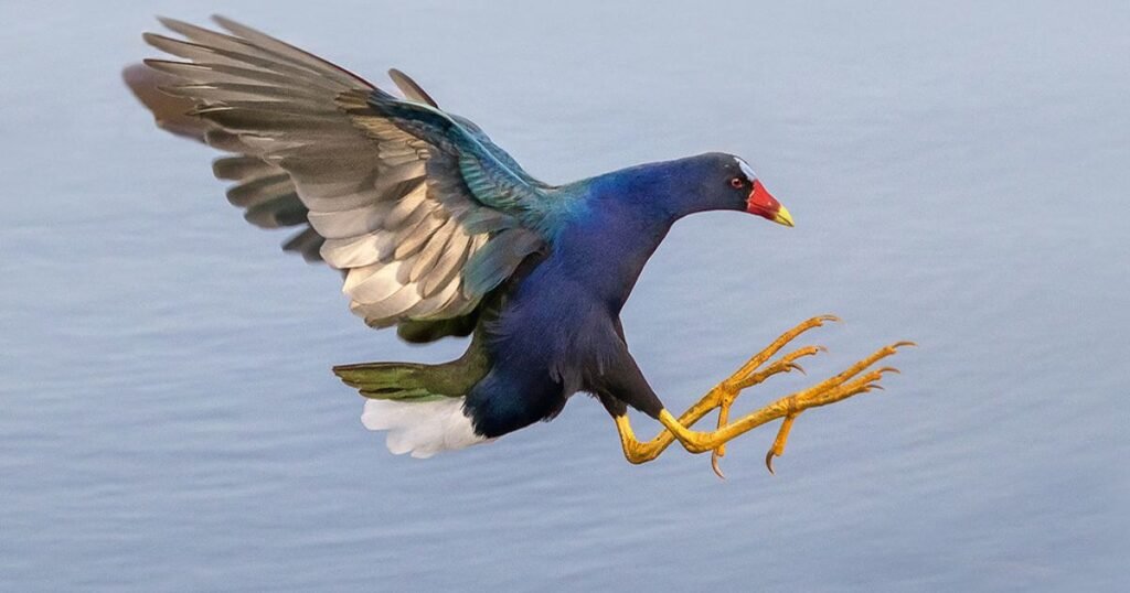 Purple Gallinule long legged bird