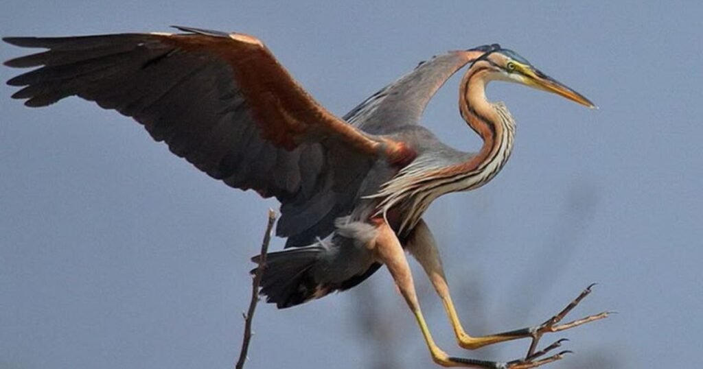 Purple Heron long legged birds