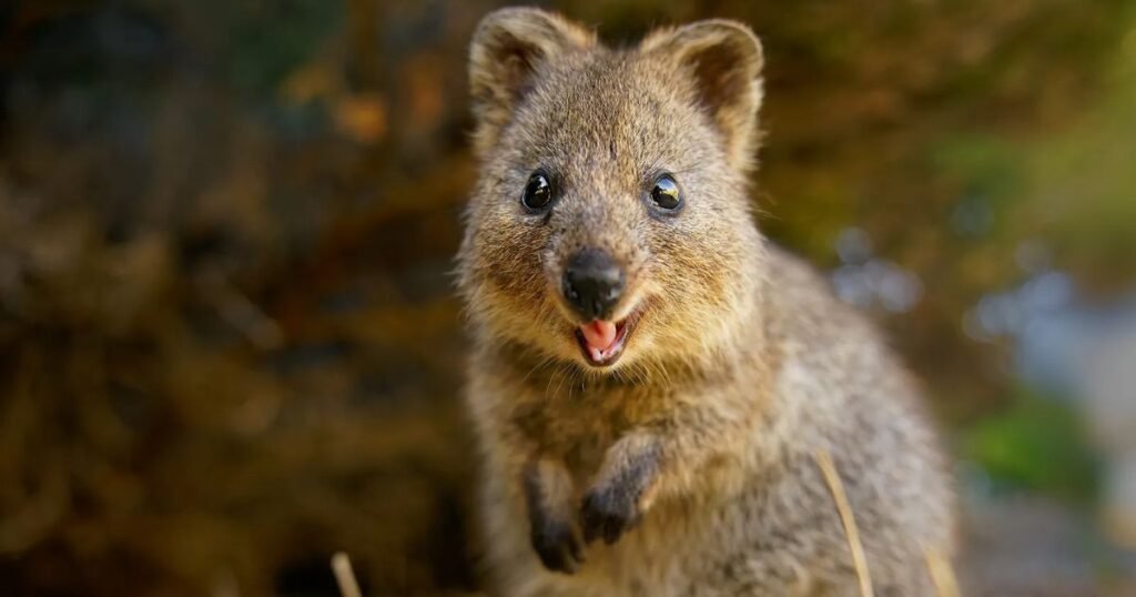 Quokka happy animal 