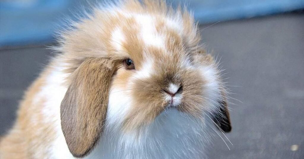 Rabbit cleanest animal