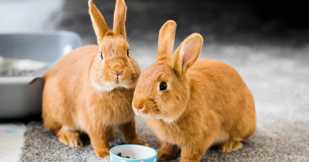 Rabbit energetic pet