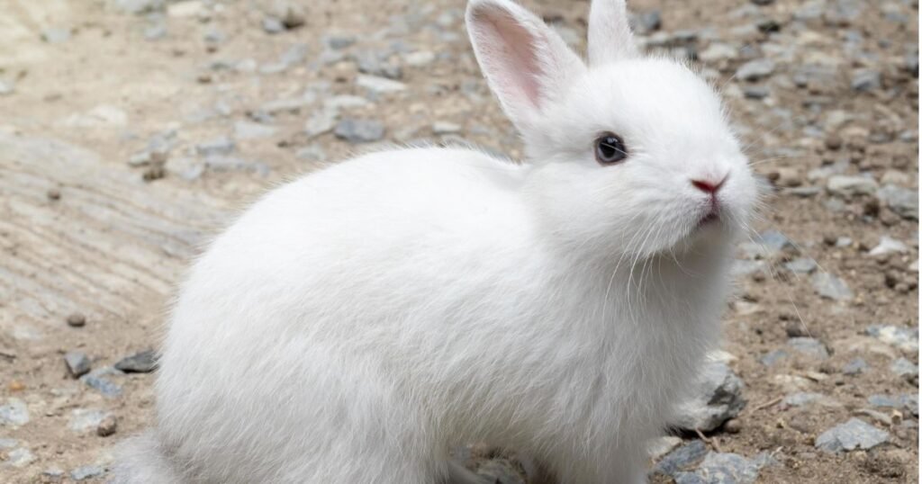 Rabbit shy quiet animal