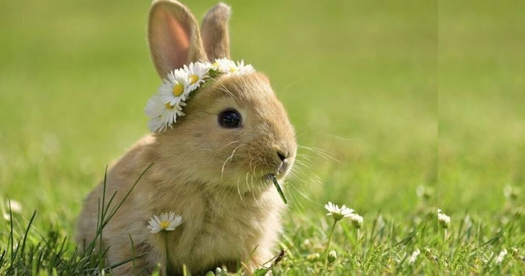 Rabbit wild animal with fur