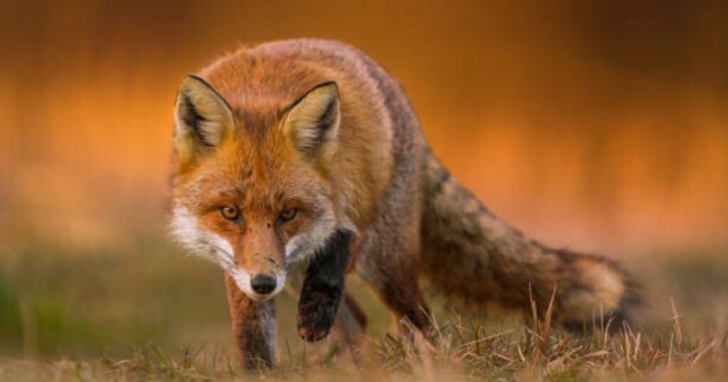 Red Fox independent animal