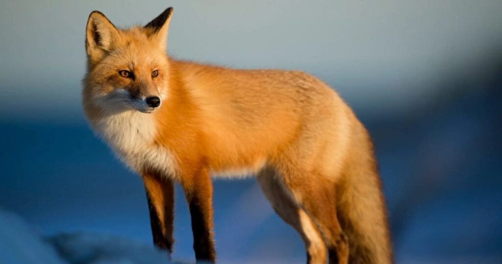 Red Fox the clean animal