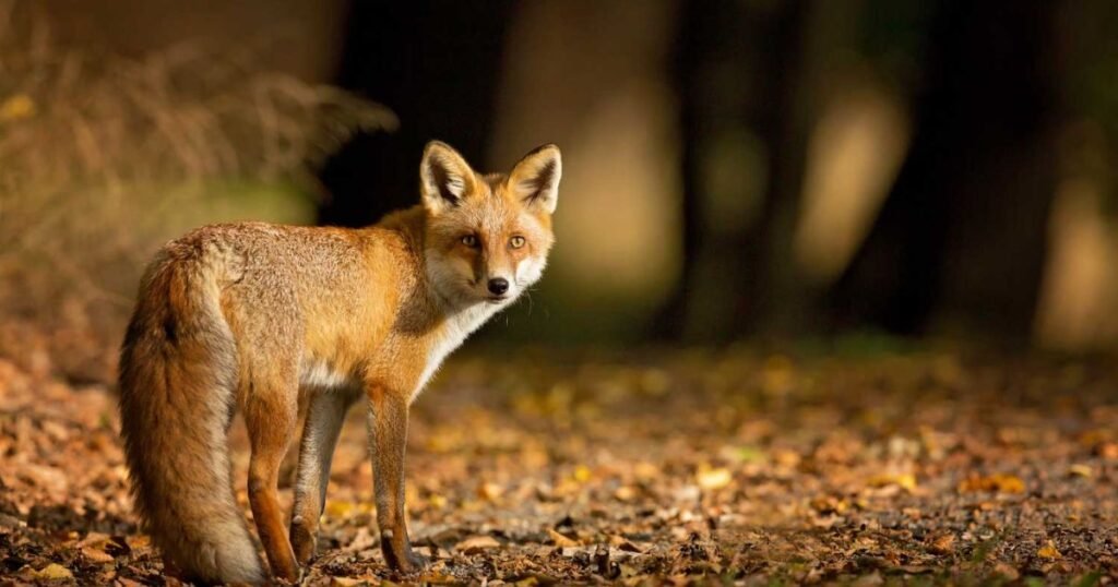 Red Fox top energetic animal