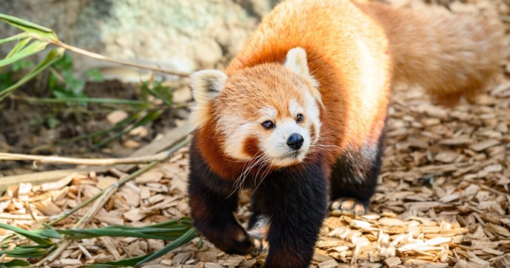 red panda happiest animal