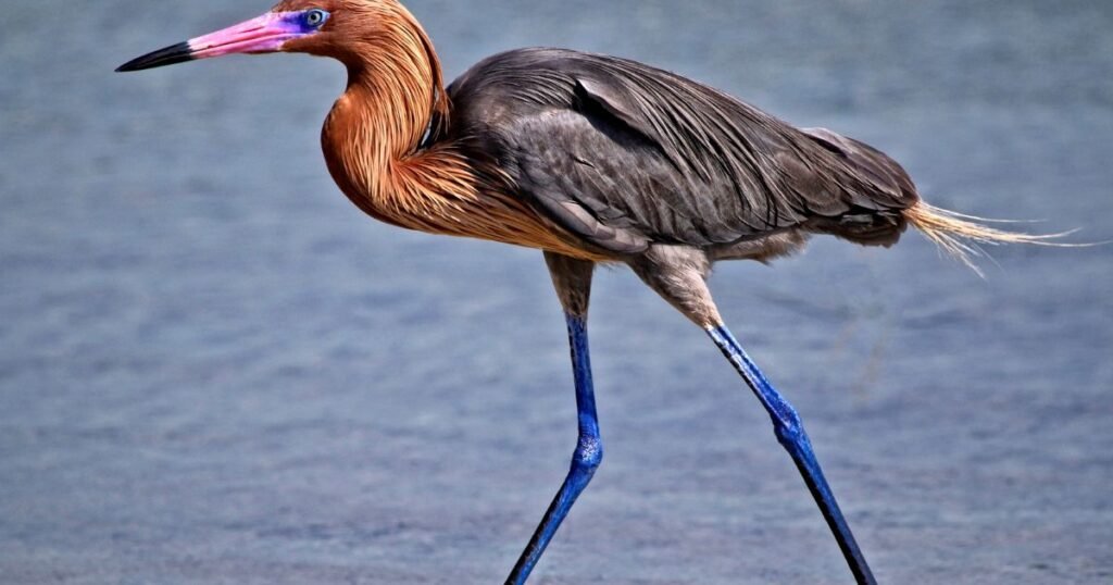 Reddish Egret bird with long legs