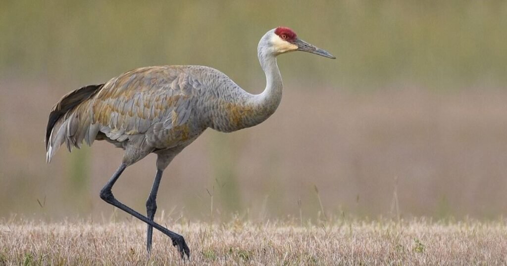 Sandhill Crane long legged birds