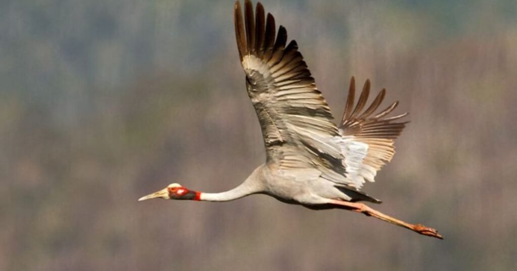 Sarus Crane long legged birds