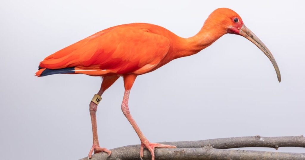 Scarlet Ibis long legged bird