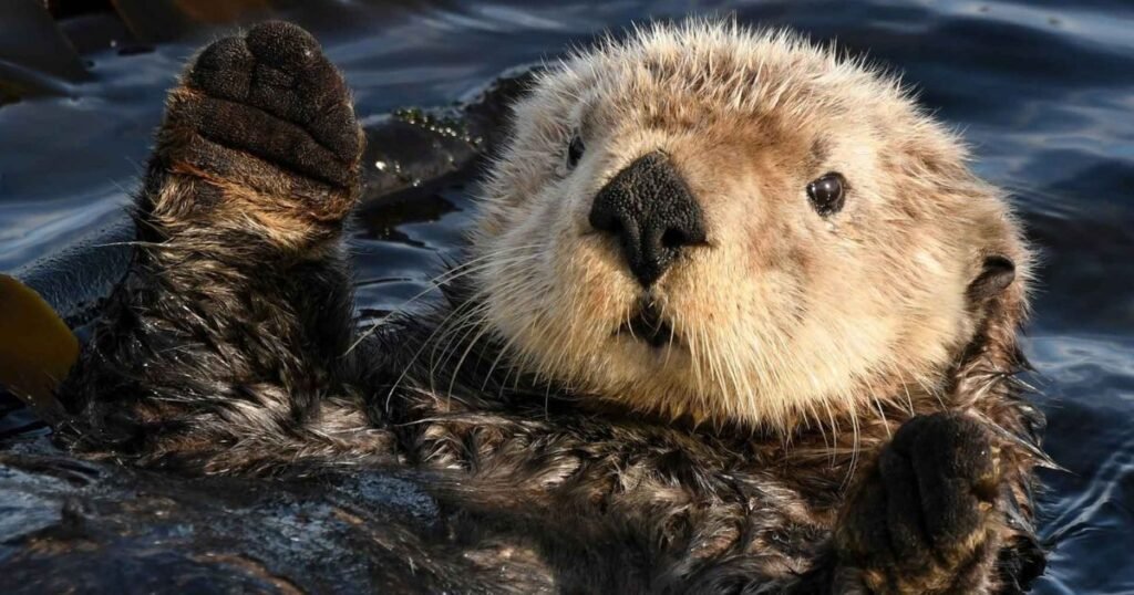 Sea Otter fur animal in water