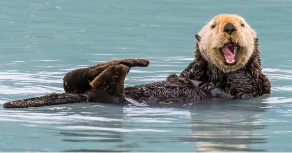 Sea Otter happiest animal on earth