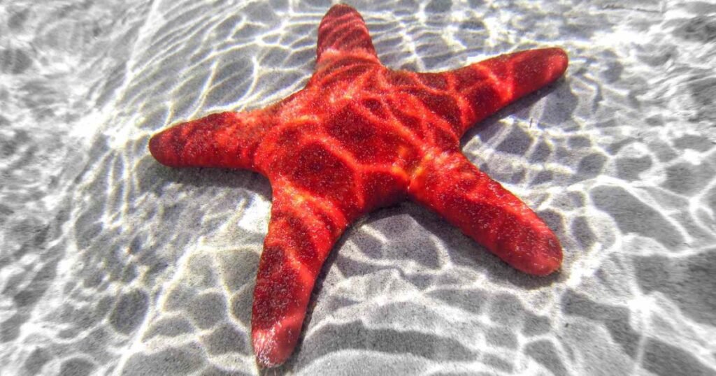 Sea Star quiet sea animal