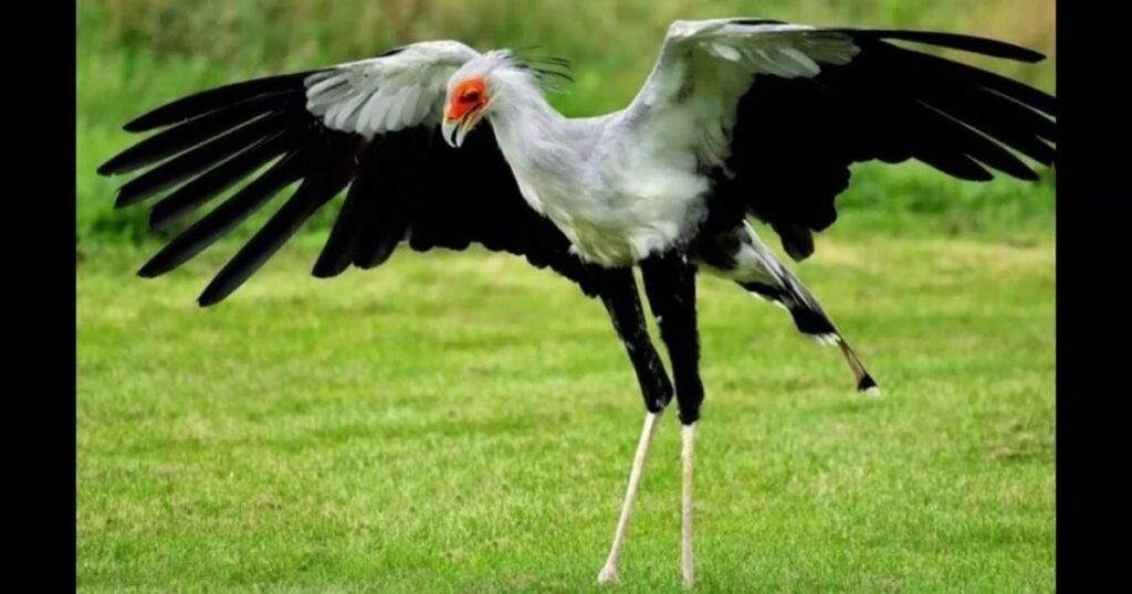 Secretary Bird long legged bird