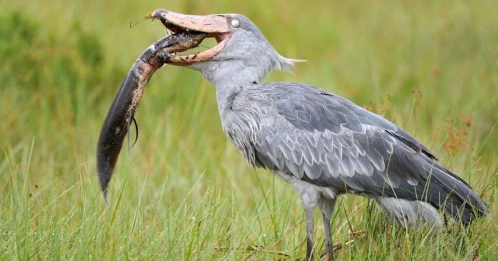 Shoebill Stork birds that eat fish
